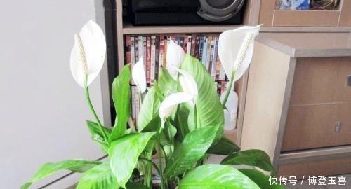 养白掌,避开2个“软肋”,从不蔫软,叶子绿悠悠,花儿白皙美艳