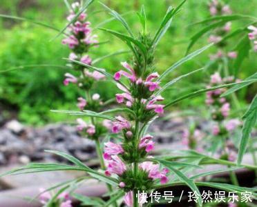 黄鹌菜|女人想要老得慢,脸上少点皱纹,3种野菜,养护子宫,越吃越年轻