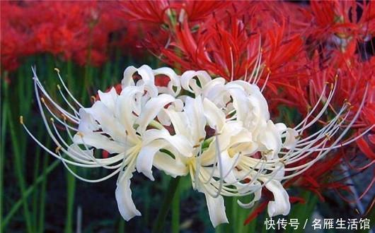 世界|世界上最悲伤的花彼岸花！看了眼泪忍不住了