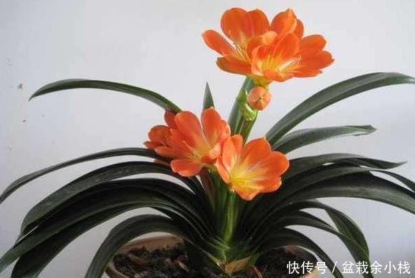 保证|家有君子兰,叶片却越长越歪,教您几招,保证养眼好看