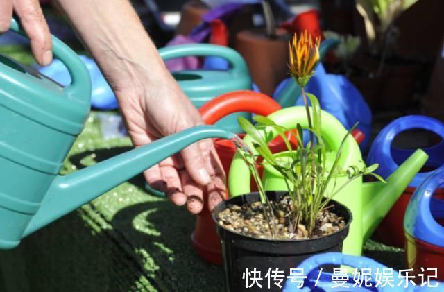 养花技巧:醋、橘子皮、小苏打用来养花,好处多!