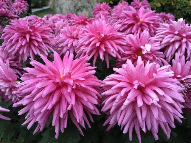 喜欢菊花,就养盆“菊中珍品”胭脂红,花团锦簇,群芳争艳!