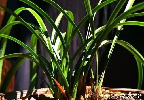 兰花叶子枯萎怎么办?教你5个妙招,新手兰友一定要知道