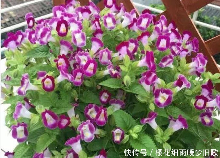 家中必养5种花，好养漂亮花期长，1个月不浇水,长得枝繁叶茂