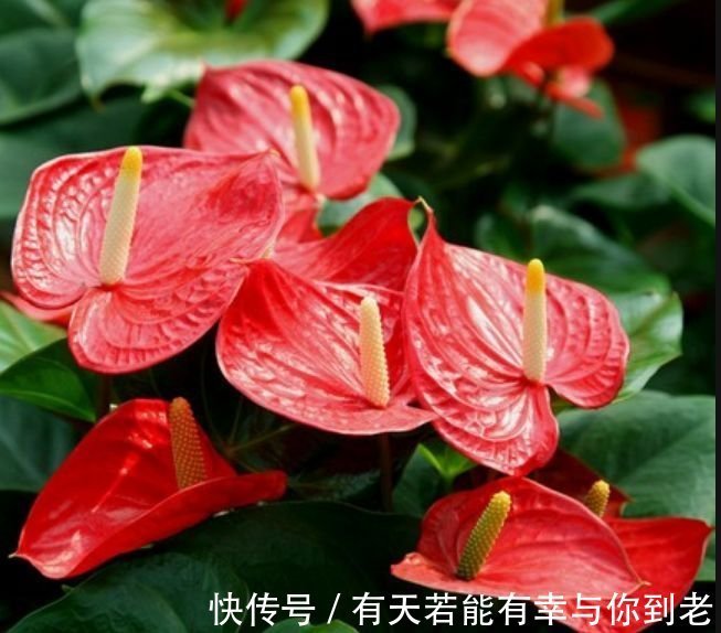 春天养此款花卉,不用操啥心,花色繁多易爆盆,娇艳欲滴