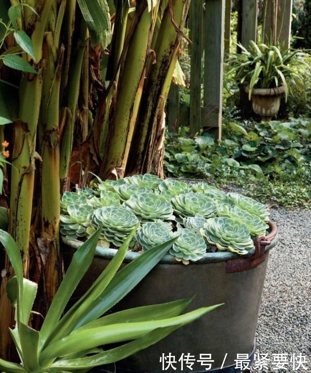 任何容器都能用来做花盆,请收好这30种美丽的花盆搭配设计