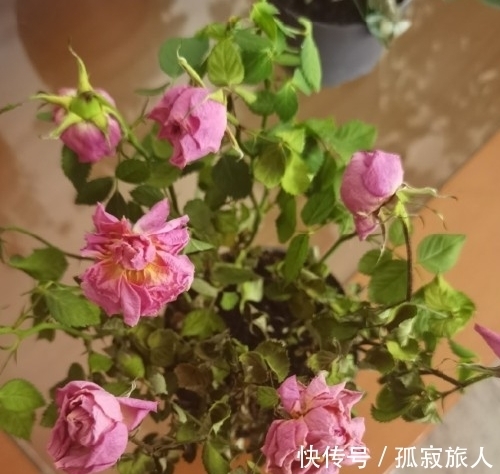 盆栽小玫瑰到手一天就蔫了,怎么破,做好4点安心看花