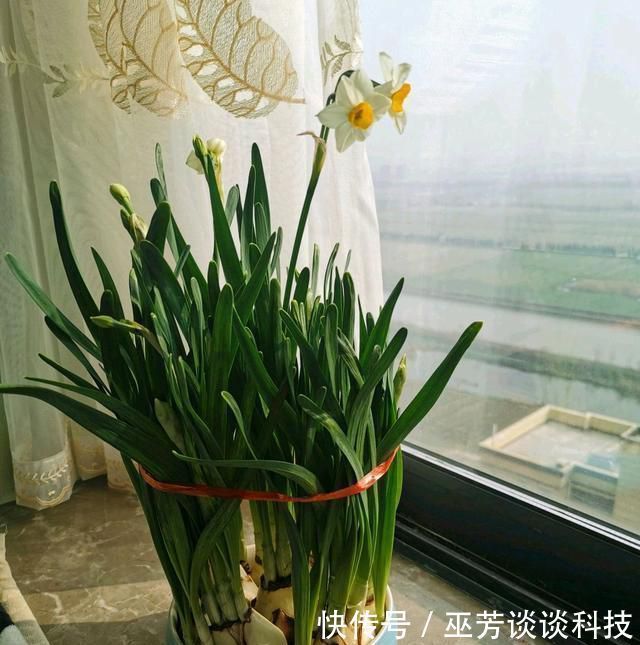水仙花|水仙花徒长太高易倒伏怎么办喷喷矮壮素,水仙矮壮开花比碗大