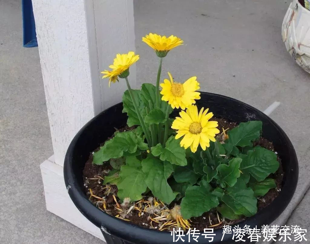 一年四季可以养在室内的开花植物和观叶植物,附新手养护教程