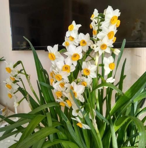 3种花不好养,不如直接丢水里,蹭蹭生根开花,花开轻松爆满盆