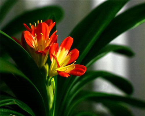 君子兰不开花怎么办十年花店老板透露,只需满足3个条件