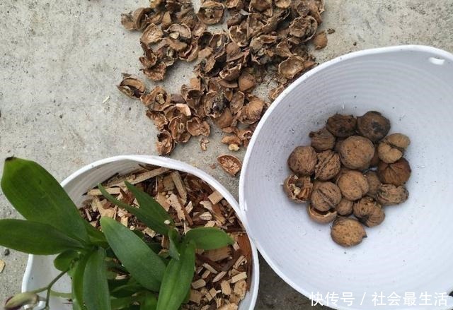 吃完3样东西,留下“废壳”,闷一闷拿来养花,比营养土强10倍!