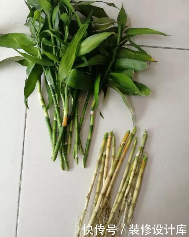 4种花,最容易被扔掉,看到别错过了,捡回家换个盆,省钱啦