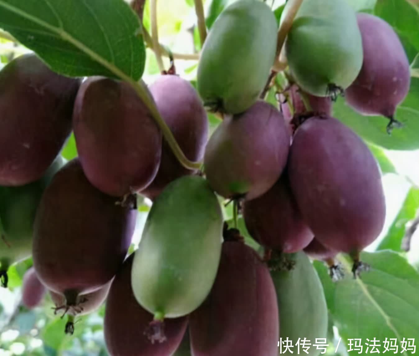 栽种|建议各位:院子里栽果树,别只盯着无花果树,一新品种果树,火了