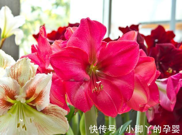 要想盆栽花卉长的旺，万能土不能少