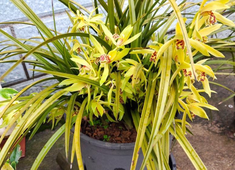 营养性|兰花僵苗、状态差该怎么办?趁早“解锁”3方面顾虑,才不空盆