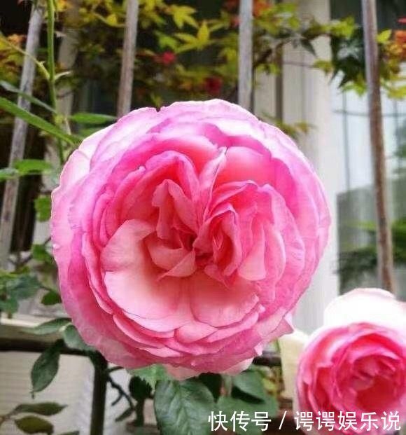 高春|扦插月季不生根黑杆用这种“神奇土”,10天生根,成活率高