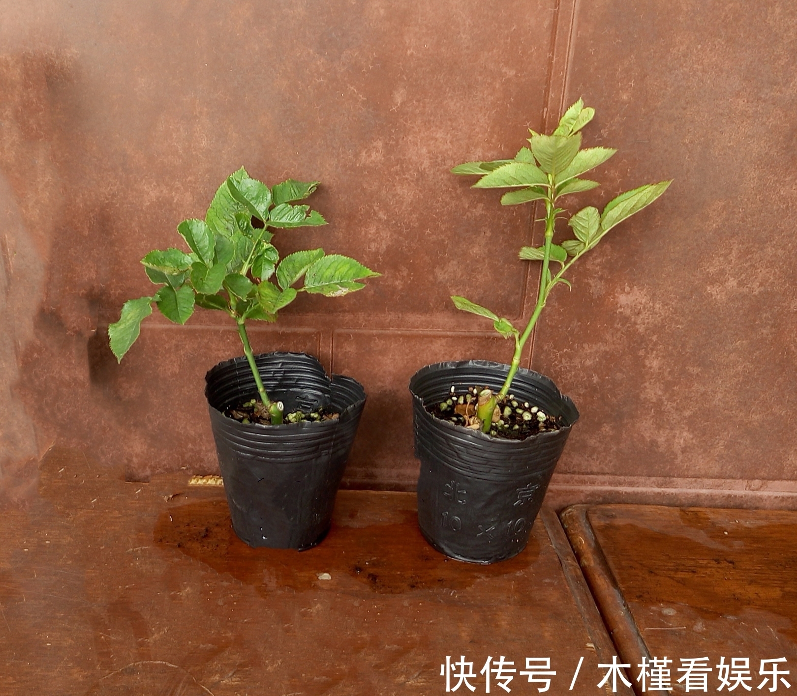 营养|月季扦插的弱苗怎样养壮实营养是关键,光照不能少,养根是基本