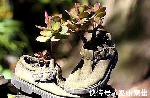 花盆别买了,家里找一找就有,不要的牛仔裤也能当花盆养花