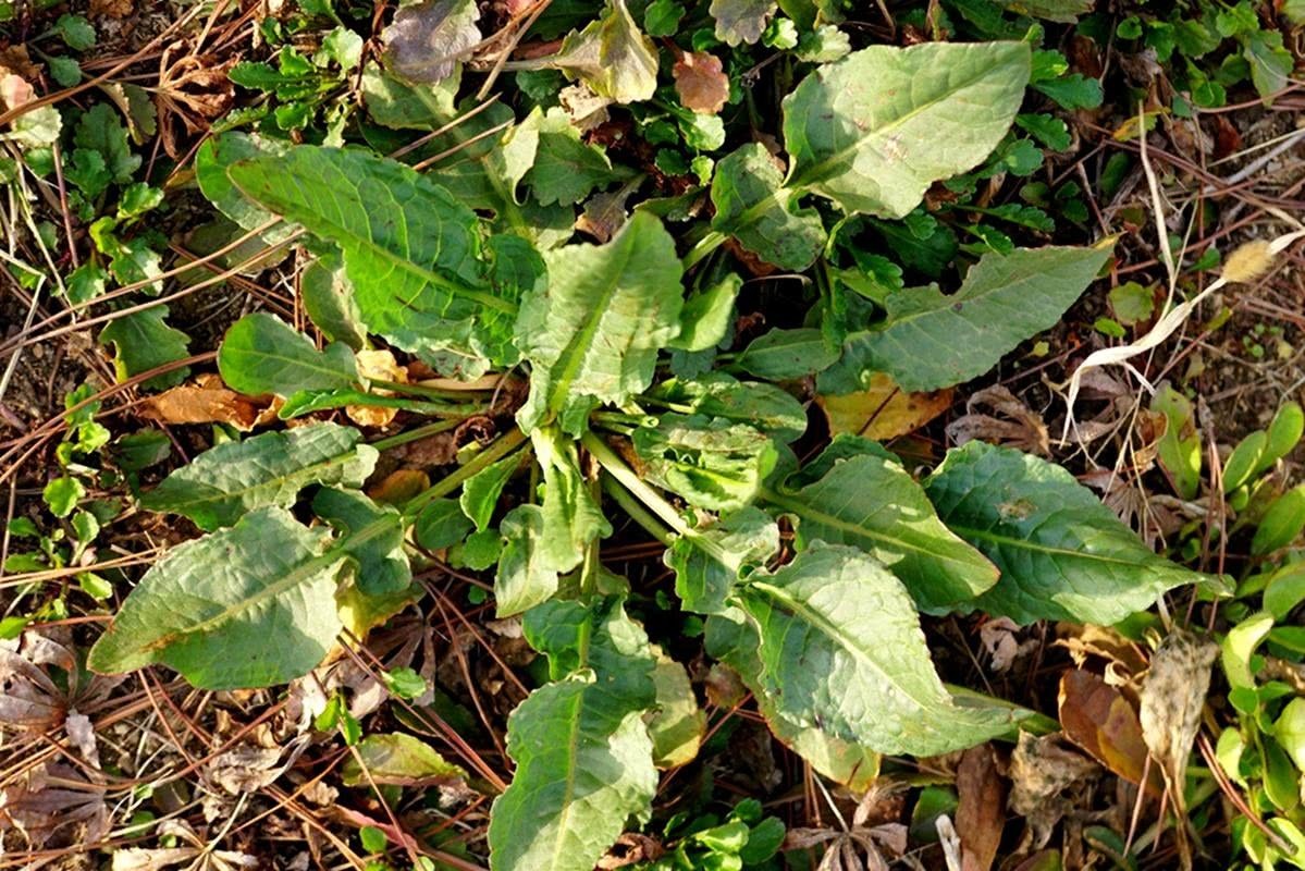 野草|农村一大害草,价值却很珍贵,曾是穷苦人的救命粮,治湿疹有特效