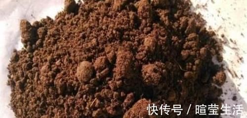 三角梅最好养,只需每月倒点“它”,还“剪几刀”,轻松开爆盆!