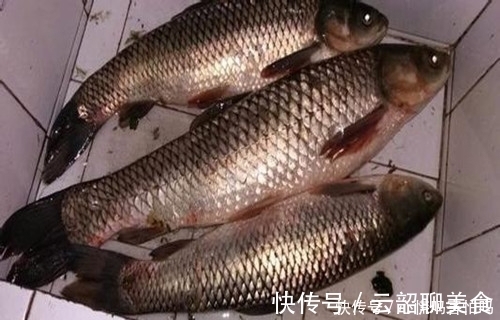 垂钓|秋末冬季，为什么钓不到鲫鱼鲤鱼呢？这款饵料就可以改变你的鱼获