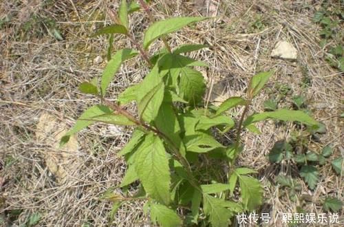 上品|此野菜人稱“見腫消”,嫩芽是野菜中的“上品”,農(nóng)民卻拿來煮面