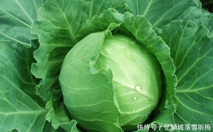 阳台上|“4种菜”养阳台,简单好养,随吃随摘,20天后蔬菜吃不完!