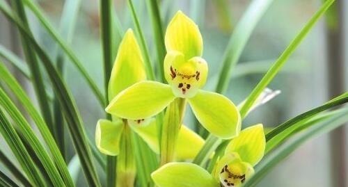 家养兰花要注意这“3大”关键点，才能香气清洌，花开爆盆