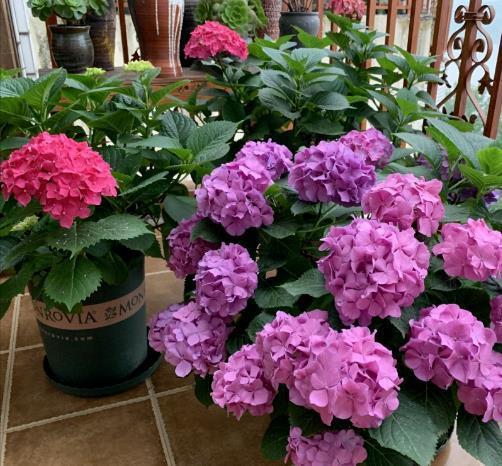 栀子花|6种“漂亮花”,7月不修剪,后悔一整年