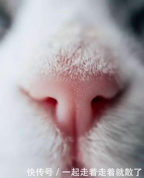 把小猫鼻子摔出血了 把小猫鼻子摔出血了