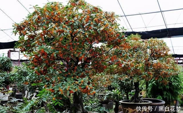 想要养好花，一把“剪刀”少不了，5种花剪的越狠，花开越爆