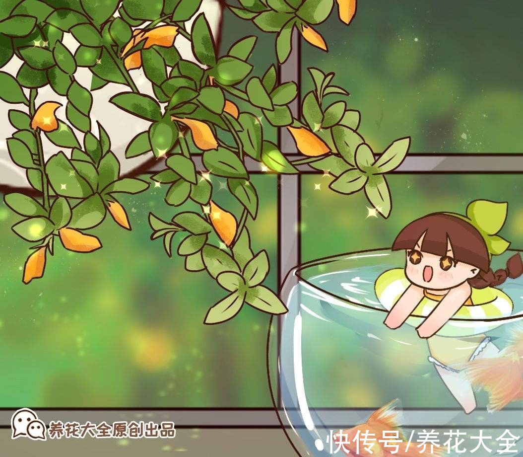 1种吊兰长得像“金鱼”,5个步骤学起来,养出满盆“可爱小金鱼”