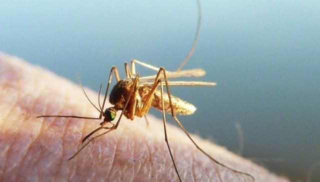 吸引力|你的孩子是吸引的蚊子“磁铁”吗他经常被咬的5个原因