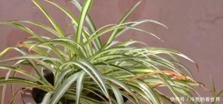 吊兰叶子发黄|盆栽吊兰总是黄叶干尖吗?试试这个方法