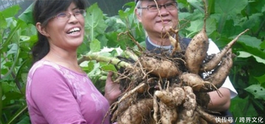 身体|钱没钱,冬天都要常吃此物,治病养生,降血脂,身体棒!