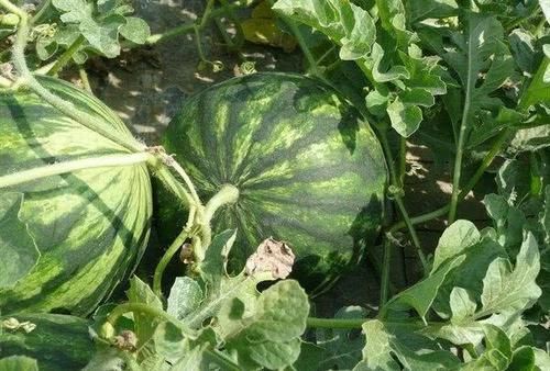 毒素|秋天女性可以坚持吃3种食物,排出毒素,保养肌肤,滋阴润燥