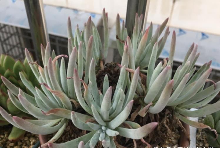 爱杜丽丝|多肉爱杜丽丝好不好度夏?如果你像我这样养的话,那度夏自然不难