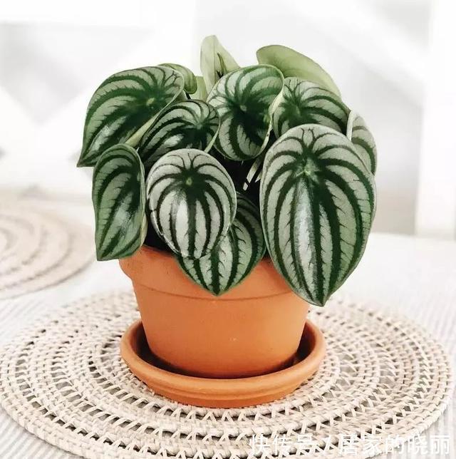 家里养几盆西瓜皮椒草,耐阴又好养,叶片自带花纹,清新又可爱