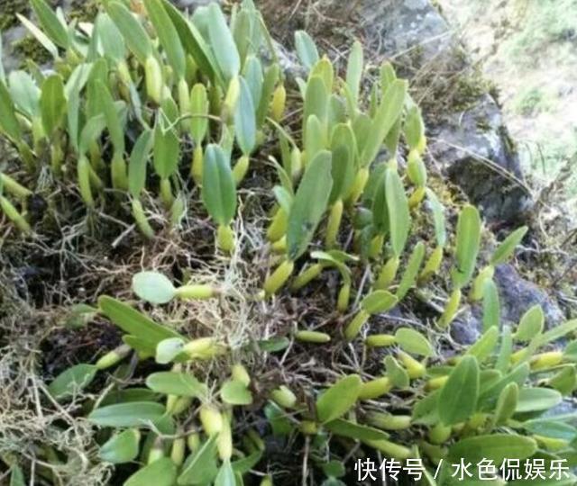 在农村的老树上,缠绕着“1种草”,人称“石橄榄”,如今珍贵