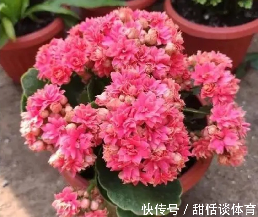 花苞|5种花，冬天也能开，摆在家里漂亮又养眼