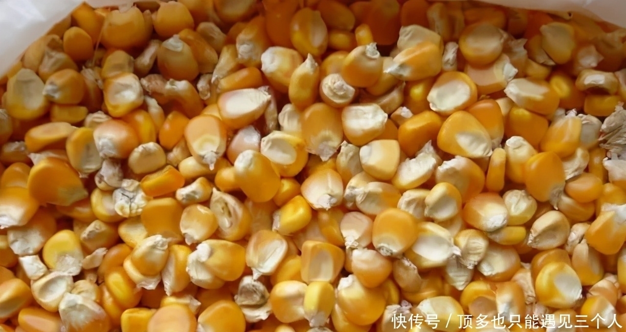 味型|老玉米做窝料，嫩玉米做饵，加上这两个技巧，草鱼很容易就上钩了