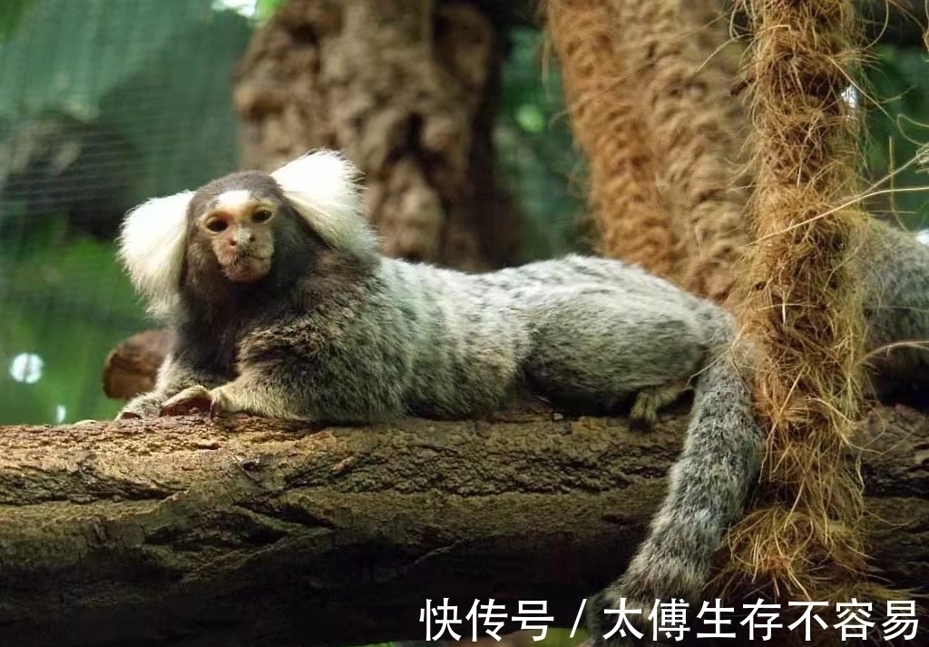 南美洲&《山海经》中“人面兽”现身南美洲,长相软萌,引无数专家前往