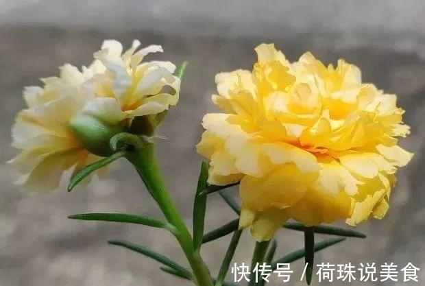 太阳花|这花枝条剁8段,沾土就能活,3天生根7天开花!