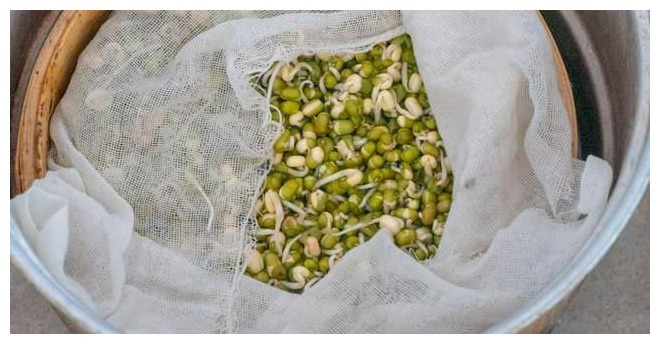 在家发豆芽原来这么简单，又粗又嫩不会烂，做法超简单，4天开吃