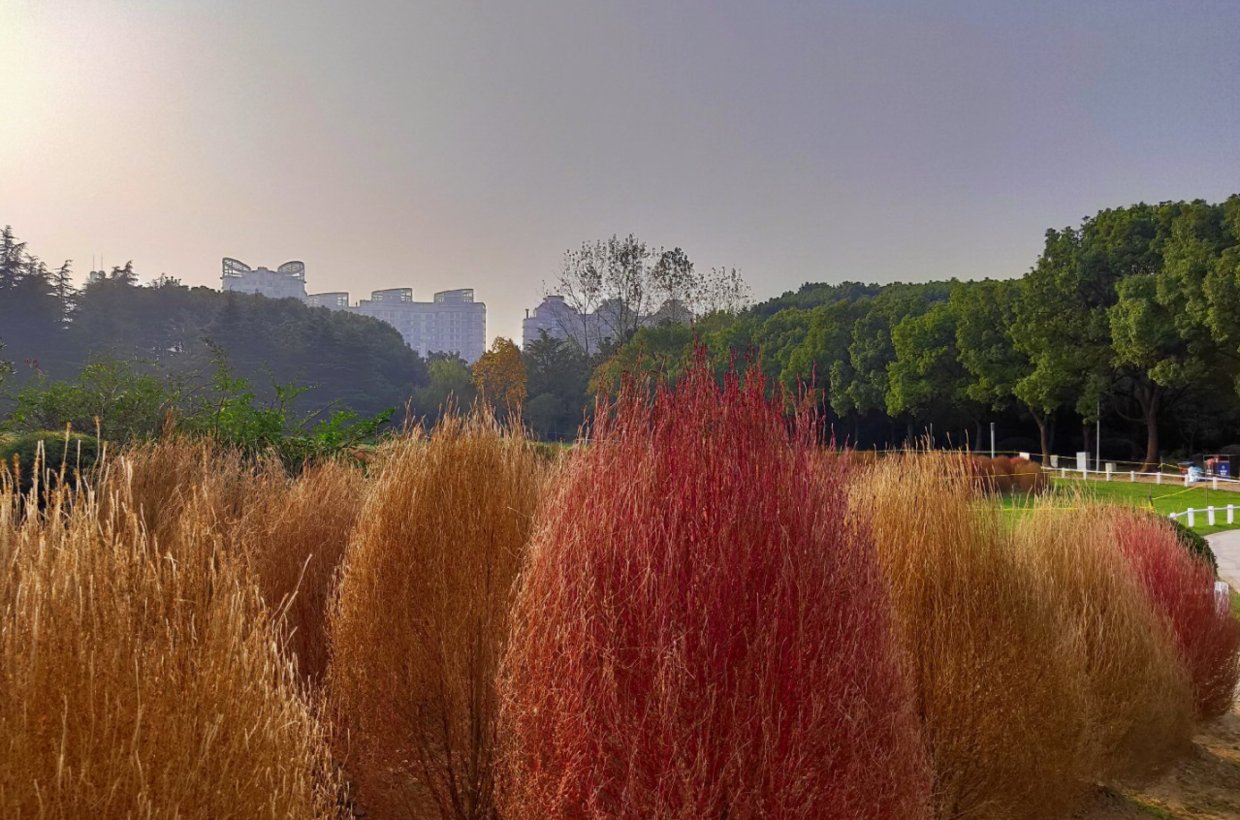 地肤|农村常见的地肤草,笤帚、饺子都能做,种在花盆里真不孬