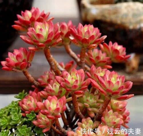 养多肉,此“货”漂亮、长势强,蹭蹭长不停,养2年就变老桩