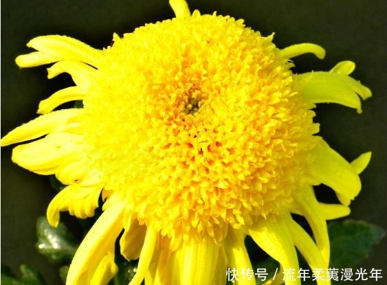 喜欢玫瑰 不如养盆 菊中珍品 盘龙金桂 似金玉圆球 优雅霸气 粉紫色 喜欢玫瑰 不如养盆 菊中珍品 盘龙金桂 似金玉圆球 优雅霸气 粉紫色