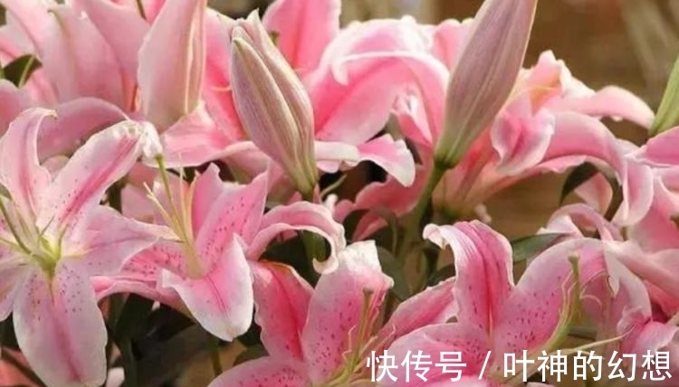 4种花比牡丹还漂亮,比绿萝还好养,年年花开不断