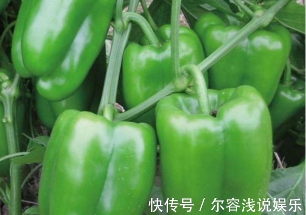 植株|美白护肤、增强免疫力的甜椒,农民种植想要提高座果率,只需四点
